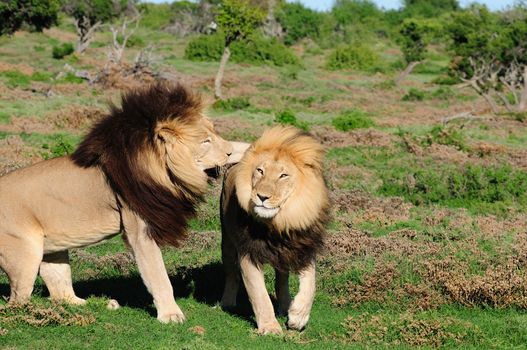 Two Kalahari lions, panthera leo, in the Kuzuko contractual area of the Addo Elephant National Park in South Africa