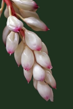 It's scientific name was called Alpinia zerumbet