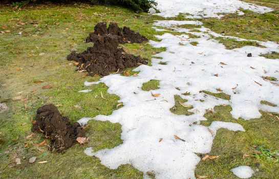 mole molehill between snow remains in meadow grass in spring.