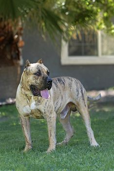 Full length portrait of a male reverse rindle Perro de Presa Canario.