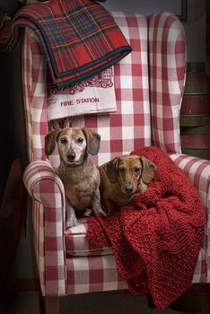 Two Dachshunds in a red checkered chair with red blankets.