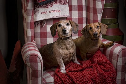 Two Dachshunds in a red checkered chair with red blankets.