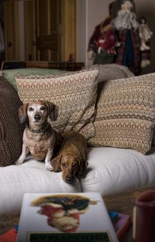 Two dachshunds sitting on a pillow stuffed sofa with Christmas decorations around.