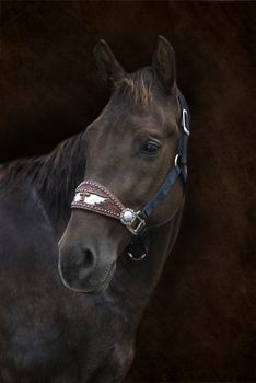 Beautiful brown horse on brown background.