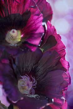 Vertical Macro image of Black Hollyhocks against an out of focus purple background.