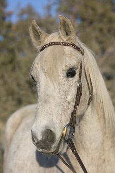 Older flea bitten gray Arabian gelding head study