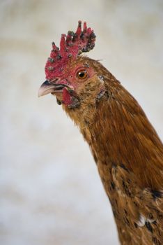 Close up head shot of a young red rooster.