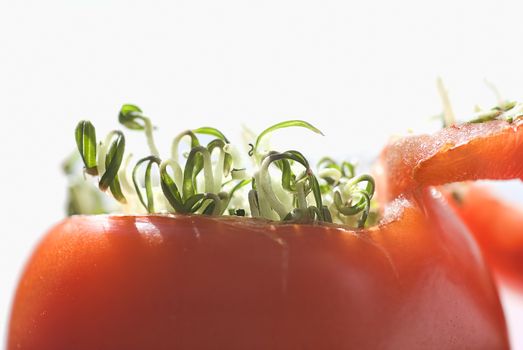 Viviparous (seeds sprouting inside) a red tomato sitting on a white tile countertop.