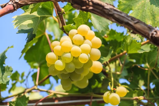Bunch of grapes on a background of the sunny sky. Close up.