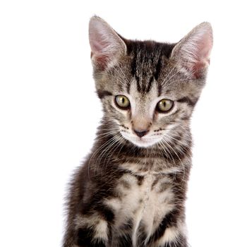 Striped not purebred kitten. Kitten on a white background. Small predator. Small cat.