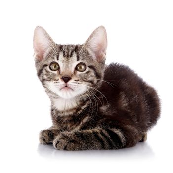 Striped not purebred kitten. Kitten on a white background. Small predator. Small cat.