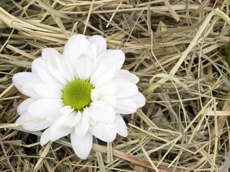 Closeup picture of single daisy flower lying on hay