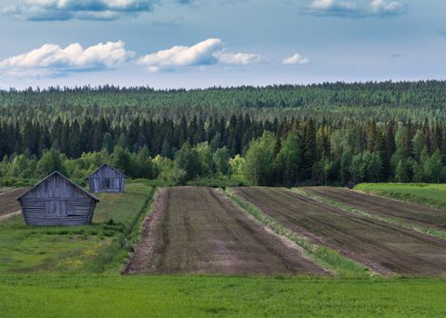 Fifty shades of green organized in lines framing agriculture land in Southwest Lapland.