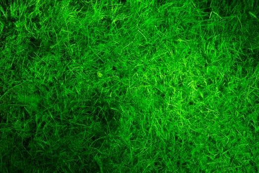 Illuminated green grass field, can be used as background