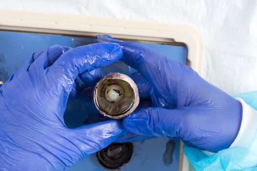 Eyeball of a sheep looking through the pupil to the lens displayed in the gloved hand of a physiology student at university