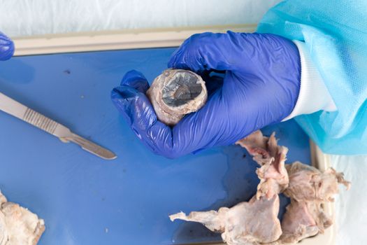 Student dissecting the eyeball of a sheep with a surgical scalpel during physiology classes at university or medical school