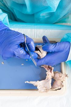 Close up of the gloved hands of ansnatomy student dissecting the eyeball of a sheep using scissors with samples of the surrounding muscle tissue from the socket lying alongside on the dissecting tray
