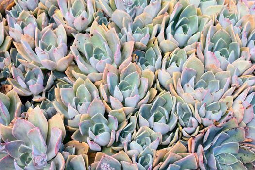 Backdrop of succelent plants with blue and pink color