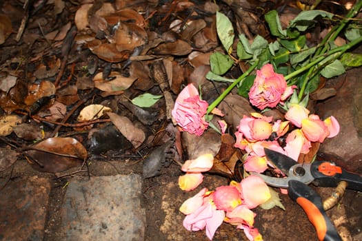 Cut roses against autumn leaves in garden