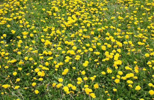 Many yellow wild flowers in a field 