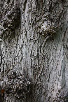 Textured old tree bark background with knots