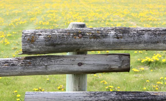 Beautiful field of yellow flowers behind a wooden fence