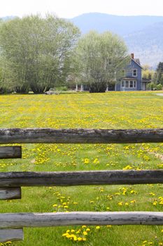 Fenced pasture and house with yellow flower field
