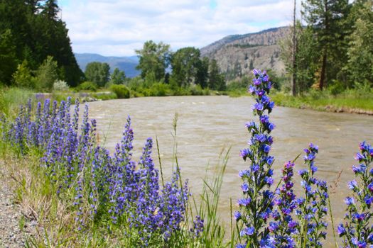 Bright purple flowers next to flowing river