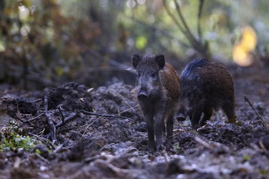 Boars in the wild, in the forest.