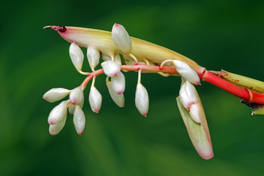 It's scientific name was called Alpinia zerumbet