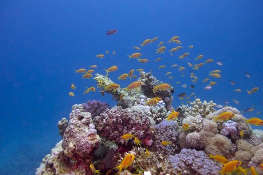 colorful coral reef with exotic fishes anthias at the bottom ofred sea in egypt  on blue water background