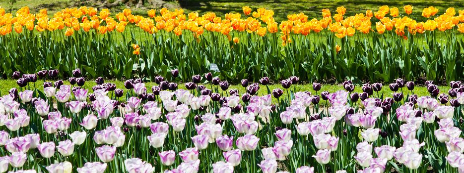 Villa Taranto - Italy. Famous Italian garden with a dedicated area for tulips cultivation.