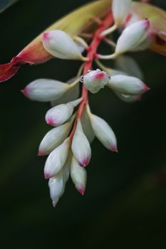 It's scientific name was called Alpinia zerumbet