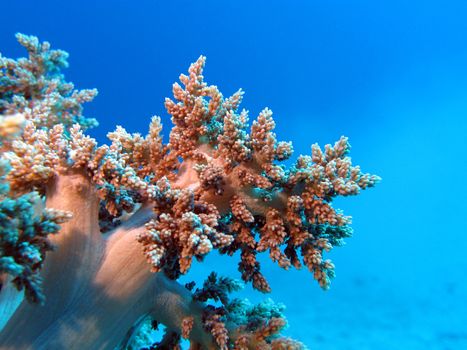 coral reef with great soft coral at the bottom of red sea in egypt







coral reef with great soft coral at the bottom of red sea