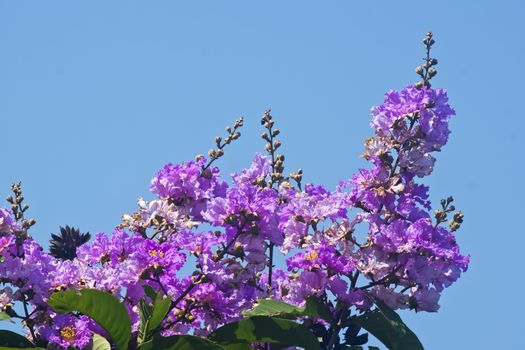 Its scientific name is Lagerstroemia indica flowers