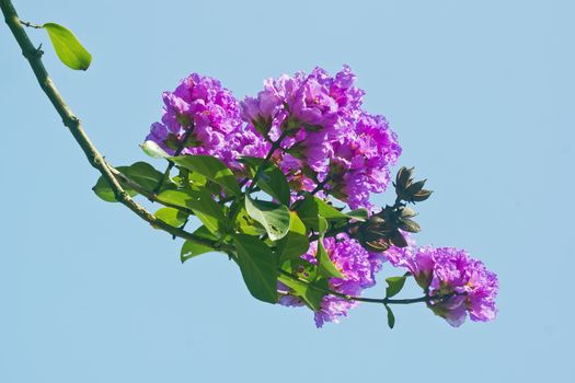 Its scientific name is Lagerstroemia indica flowers