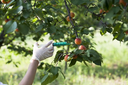 Pesticide injected in a fruit