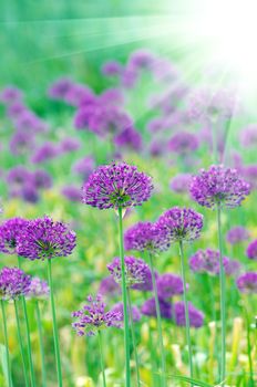 Close up of the flowers of some allium with butterfly 