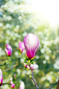 purple magnolia flowers on green background

