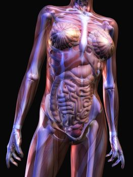 Digital Illustration of the human Anatomy