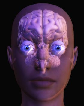 Digital Illustration of a human Brain