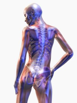 Digital Illustration of the human Anatomy