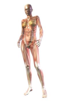Digital Illustration of the human Anatomy