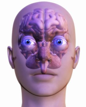 Digital Illustration of a human Brain