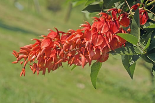 His scientific name is called Erythrina variegata L.