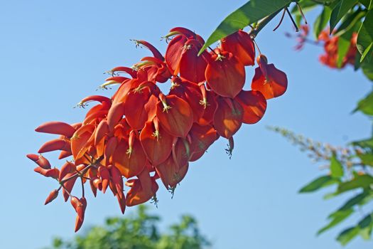 His scientific name is called Erythrina variegata L.