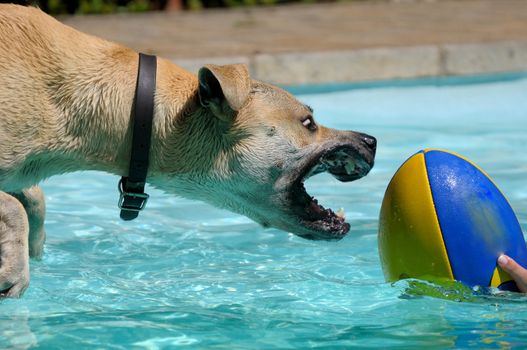 Dog playing with ball in swimming pool