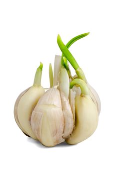 Sprouting garlic clove isolated on white background