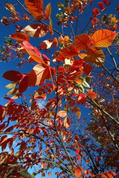 Close up on autumn red oak leaves and blue sky background