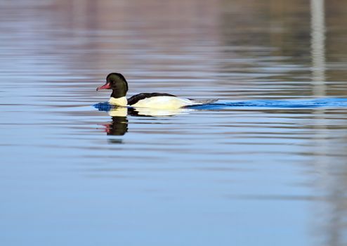 Male goosander duck floating quietly on the water